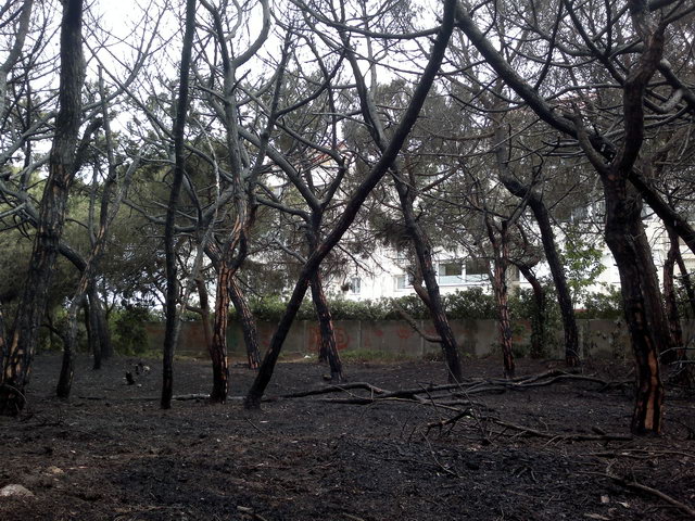 Parte de la pineda de Llevant Mar (Gav Mar) despus de ser quemada en un incendio (19 Mayo 2012)